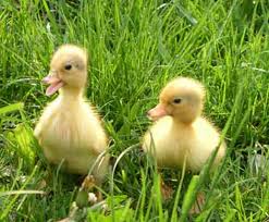 two little ducks